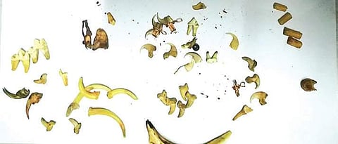 Illegal animal parts seized in Shivamogga from the 35-year-old woman