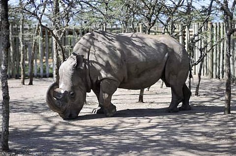 Artificial insemination of rhinos has rarely been attempted in zoos and there have only a few births from this procedure in the past. (Photo | AP)