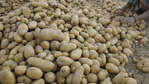 Representative image of potatoes.