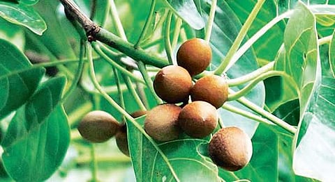 Bibhitaki acts as an immunity booster