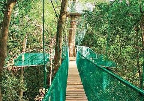 A file photo of the canopy walkway at Kuveshi in Uttara Kannada district