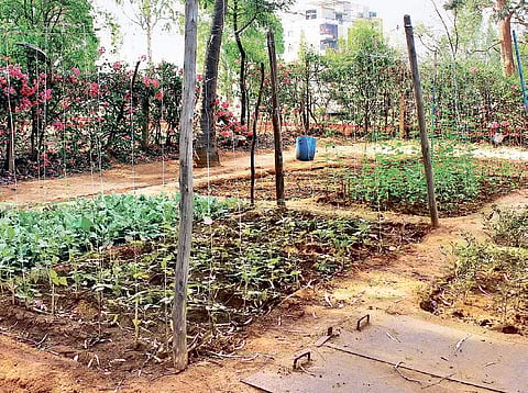 Santosh has 40 different varieties of plants in his garden