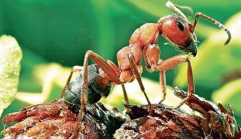 Ants and others in the garden