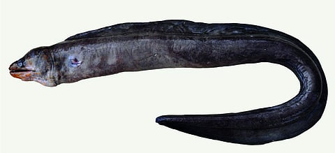 Rare eel species spotted in Gopalpur, named after Odisha