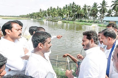 The YSRC chief YS enquiring about fish ponds at Ganapavaram village on Wednesday | Express