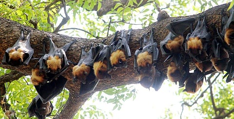 The samples from bats found dead in Himachal Pradesh, which were sent to the National Institute of Virology in Pune, have been found negative. (Photo | S.Dinesh)
