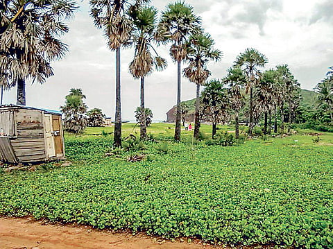 Palm plantation move to thwart lightning casualty in Odisha