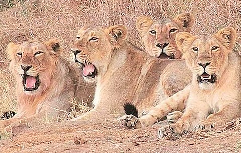 Lions at Gir Wildlife Sanctuary. (File Photo)