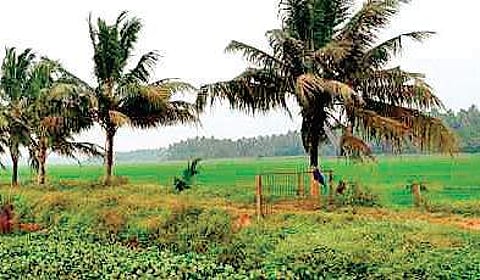 State unenthusiastic about Centre’s new contract farming law, calls it anti-farmer