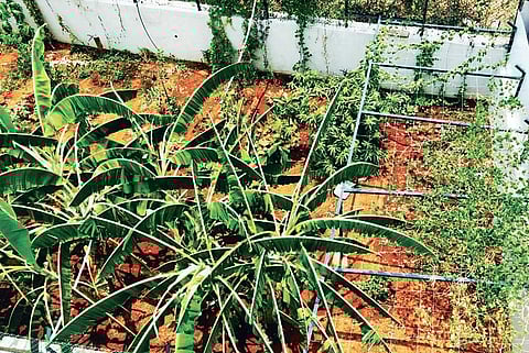 Organic growth: Tasty on the palate and easy on the pocket