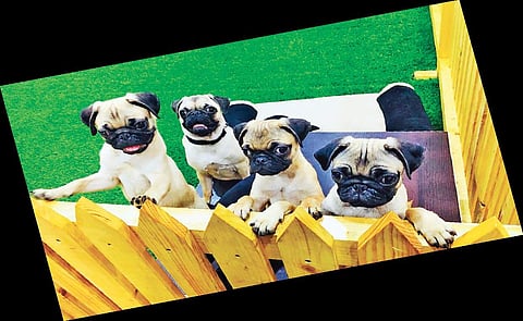 The pugs at the cafe (below) Puglee rescued by animal welfare worker Reena Chengappa