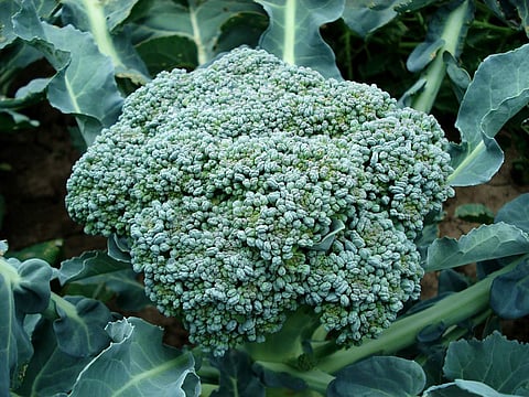 Bacteria-coated broccoli sent to space for astronauts to grow their own vegetables