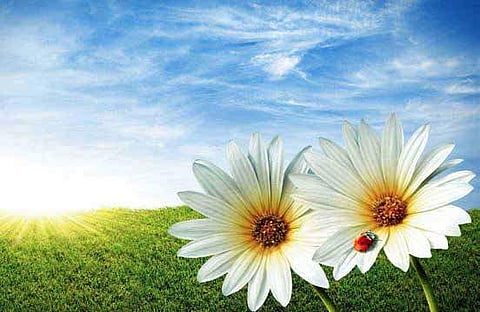 Divine grace needs self-effort to shine