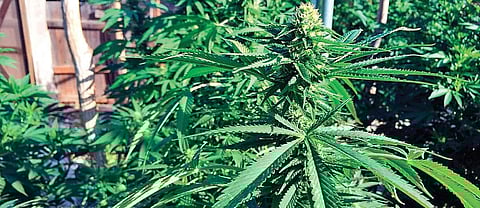 Andamans diary: Cannabis flow, Junior ambassadors and more