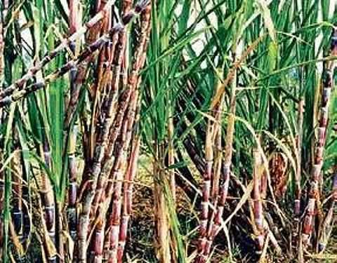 Government project to boost cane production
