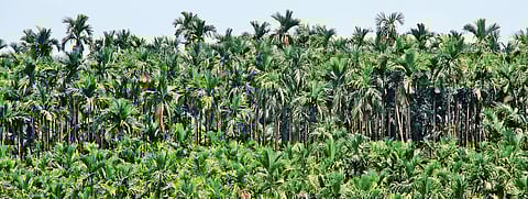 Karnataka polls 2018: Tales from Sagar taluk, the land of the arecanut