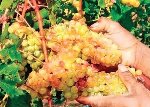 Bijapur farmers grow 55 per cent of Karnataka’s grapes | Express