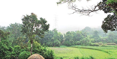 Several hydel power projects in Sakaleshpur have driven out many animals, especially elephants from the lush green area