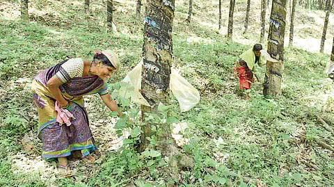 Labourers at work in a rubber and arecanut plantation | Rajesh Shetty Ballalbagh