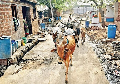 Roads and drains are neglected in Markal village | Pandarinath B