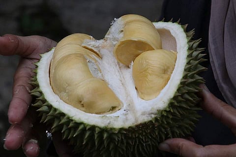 Final Fruit-ier: Thailand sends smelly durian into space