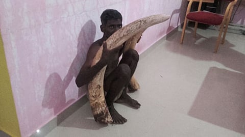 Poacher Sannaputta arrested in Hoogyam range with ivory tusks of a 35-year-old dead elephant | EXPRESS