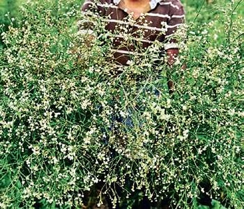 Parthenium: Is the Congress weed farmers’ friend or foe in Tamil Nadu?