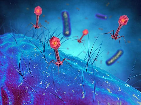 Viruses may soon replace antibiotics | Image for representation