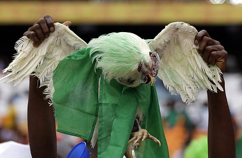 Some fans dye chickens in the national colors as a good luck symbol, including those from Nigeria, who play Argentina on Saturday in Kaliningrad. | AP