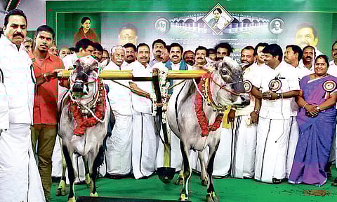 Chief Minister Edappadi K Palaniswami being presented with two oxen and a plough at the public meeting | Express