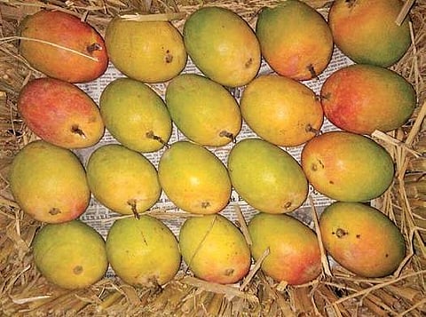 Passengers can now relish organic Alphonso mangoes in trains
