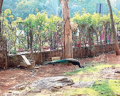 KBR National Park in Hyderabad | express