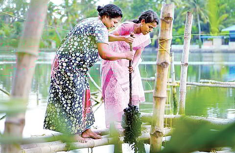 Women harvesting oyster and mussels at Muthakunnam