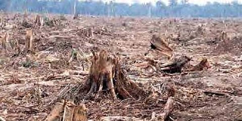 Heavy vegetation can prevent the situation from further deterioration and create a green barrier against the sand storm (File photo)