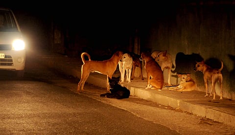 Image used for representational purpose. (File photo | EPS)