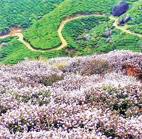 Neelakurinji which bloomed at Eravikulam National Park | Express (File pic)