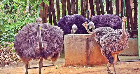 There are currently 12 ostriches at the Birsa Zoological Park in Ranchi | Express