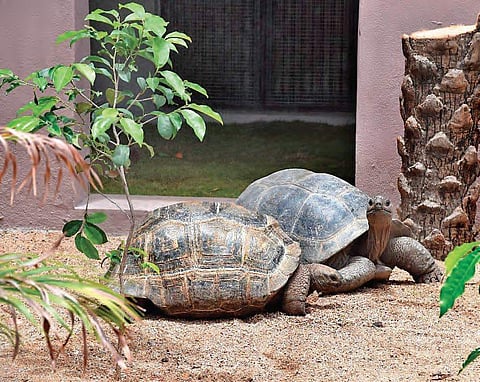 Aldabra giant tortoise, a new species endemic to the African country of Seychelles is housed at Nehru Zoological Park, in Hyderabad | Express