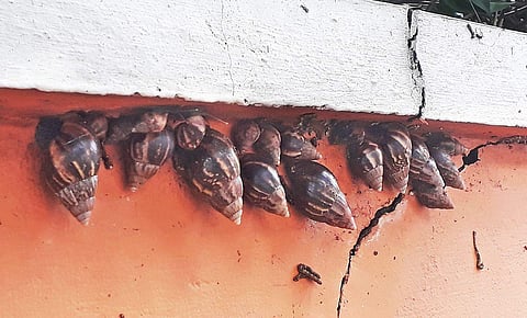African snails found on the walls of a house at Kakkanad