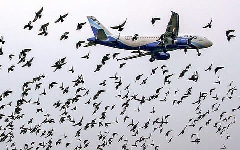 Birds fly around a landing Indigo aircraft near Biju Patnaik International Airport in Bhubaneswar.