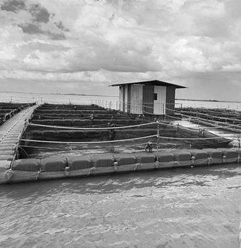 Odisha: Cage farming to boost fish output in Hirakud