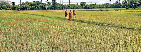 Image used for representational purpose only. (File | D Sampathkumar)