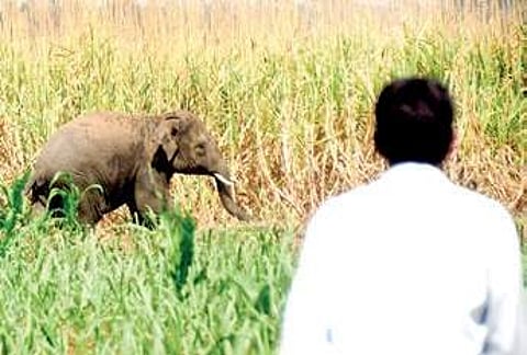 Problems mounting for Western Ghats