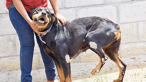 Pet licences can be obtained online by owners