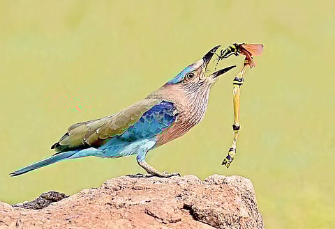 Birdwatching in and Around Hyderabad