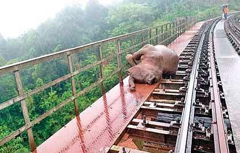 One of the elephant calves killed at Yedakumeri in Shiradi Ghats