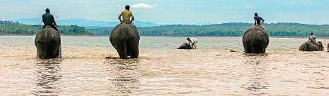 The Special ‘Tusk’ Force of Sakrebailu