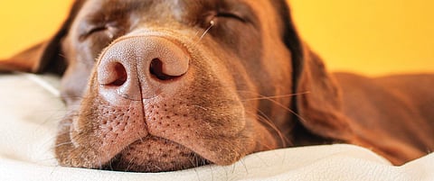 Did you know a dog’s nose is like a fingerprint?