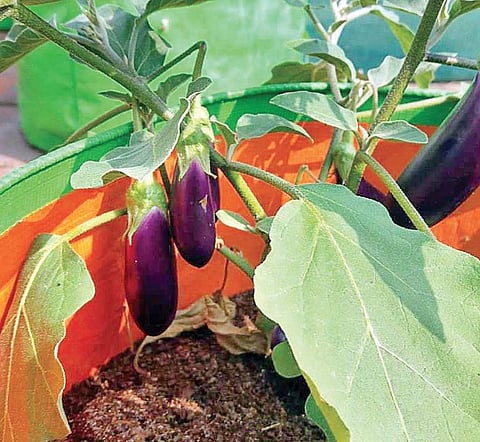 In his 650 sqft terrace, Prabhu has allotted 150 sqft area to his garden