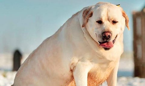 Should my Lab go on a diet?
